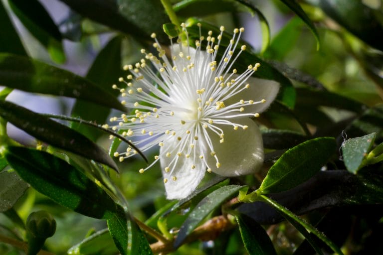 MYRTLE