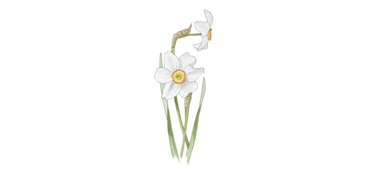 NARCISSE