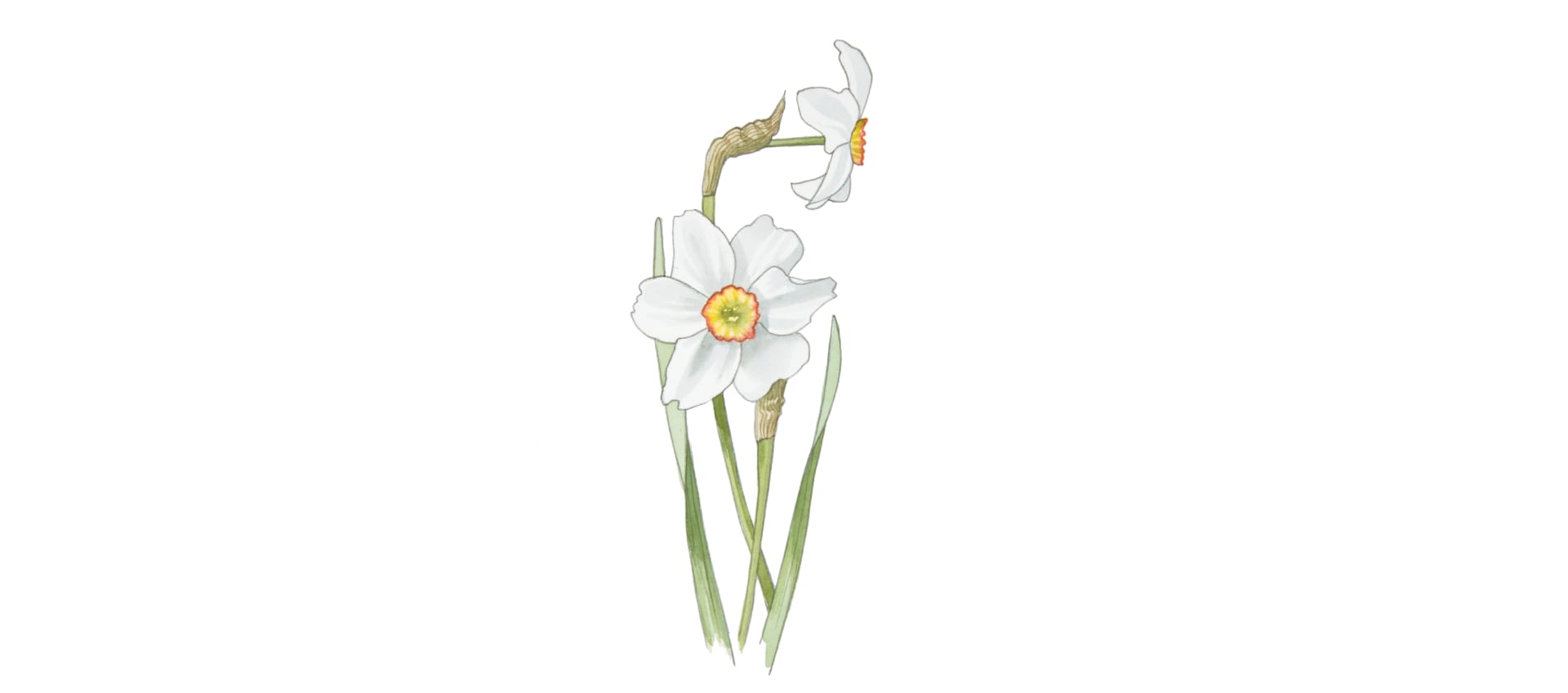 NARCISSE ABSOLUTE FRANCE|LMR Naturals