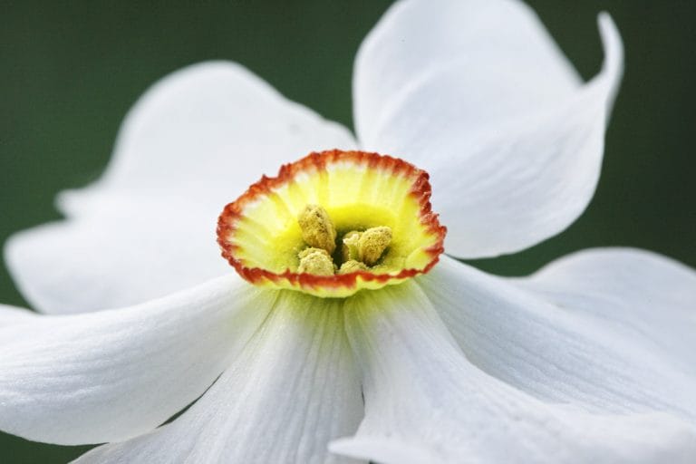 Narcissus