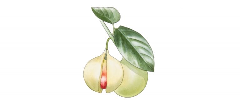 NUTMEG