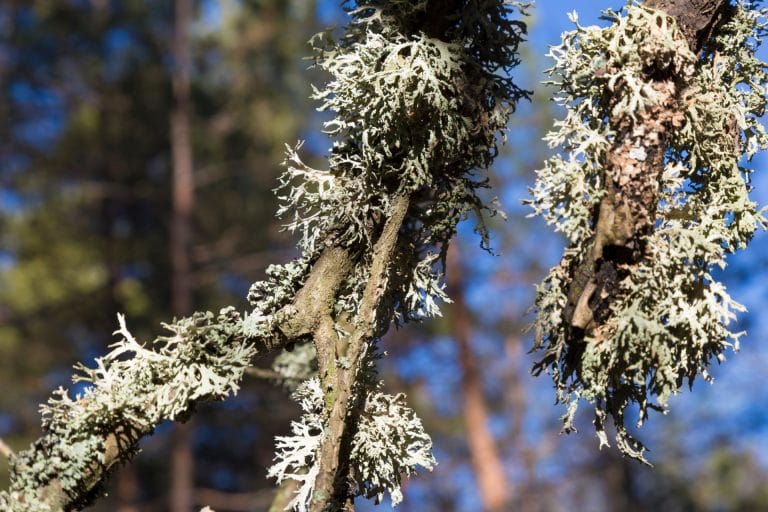 oakMOSS TREE