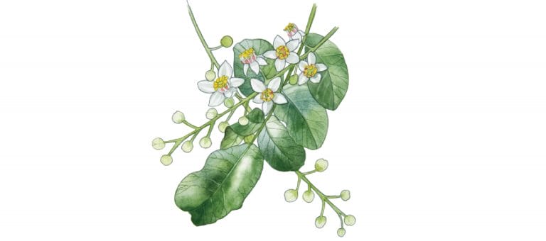 OLIBANUM