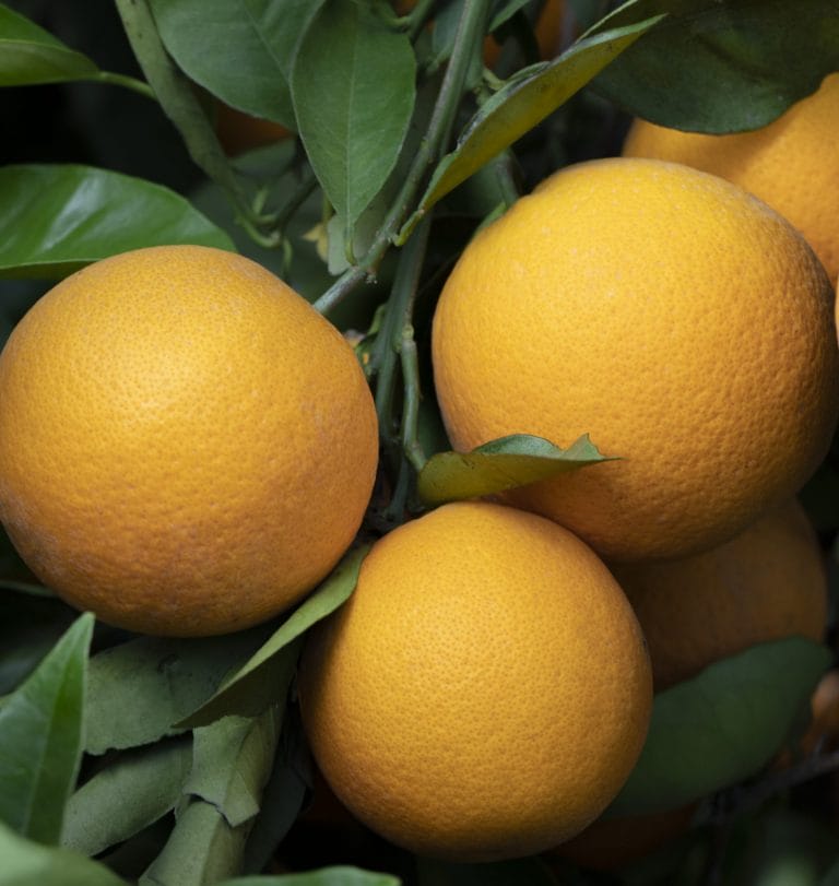 orange
