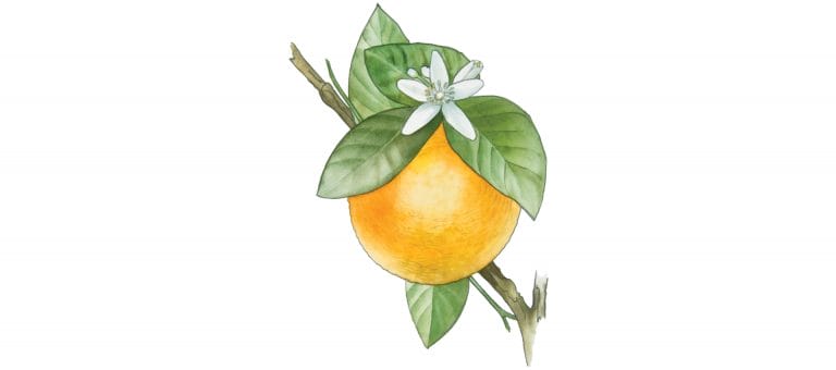 ORANGE BITTER