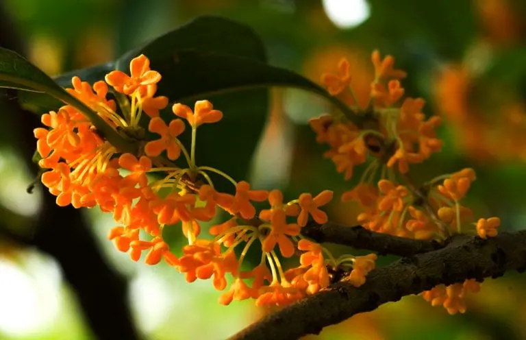 OSMANTHUS ABSOLUTE|LMR Naturals | IFF