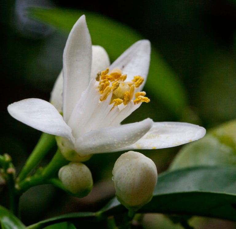 Orange Flower