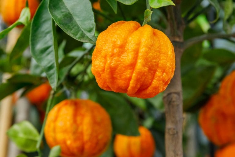 Orange bitter