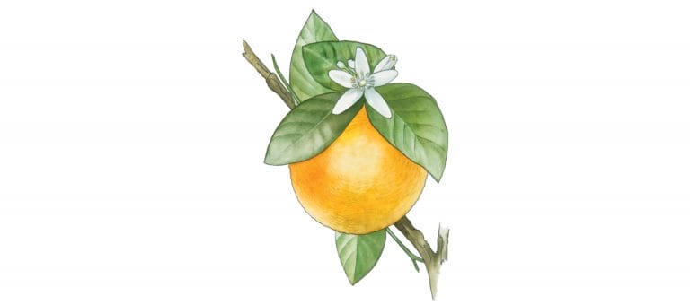 Orange flower
