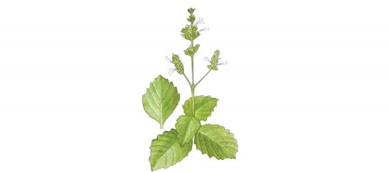 PATCHOULI