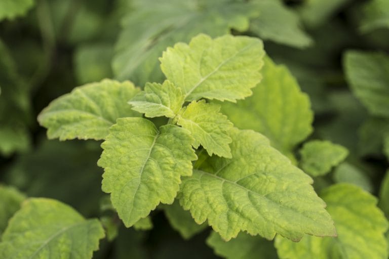 PATCHOULI
