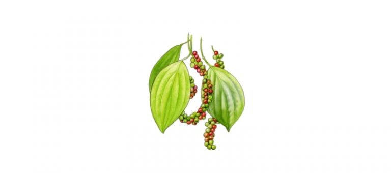 PEPPER BLACK