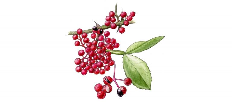 PEPPER SICHUAN