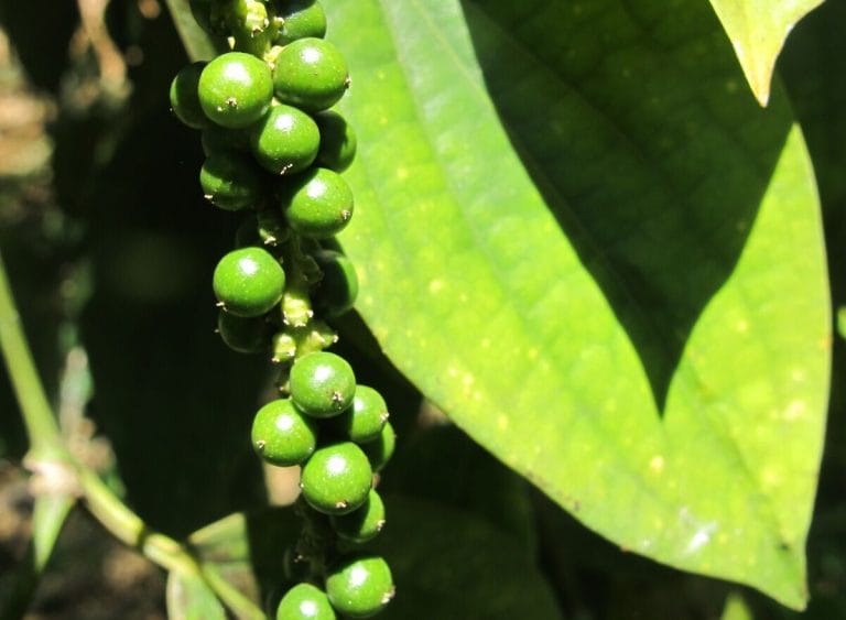 Pepper Black