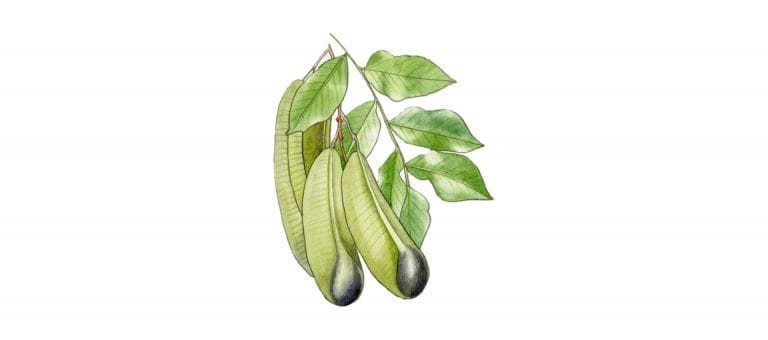 Peru BALSAM