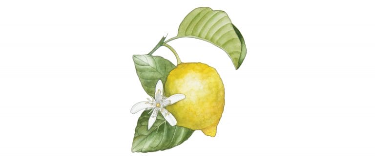 Petitgrain citronnier
