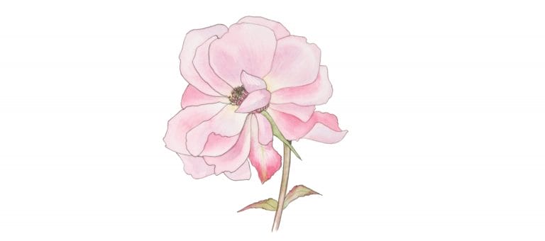 ROSE DAMASCENA