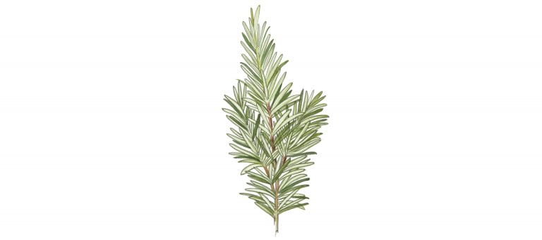 ROSEMARY