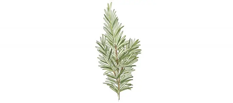 ROSEMARY OIL TUNISIA ORG |LMR Naturals