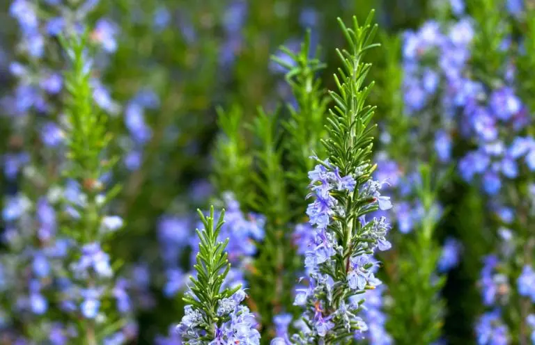 ROSEMARY OIL MOROCCO ORG |LMR Naturals