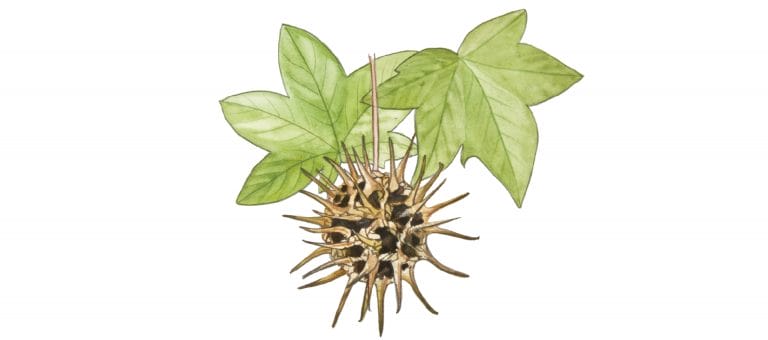 STYRAX