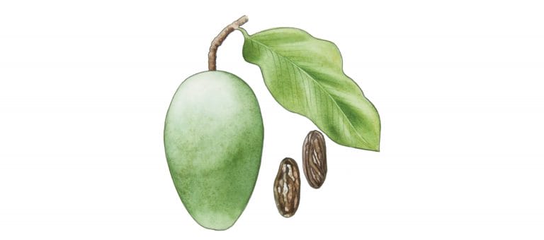 TONKA BEAN