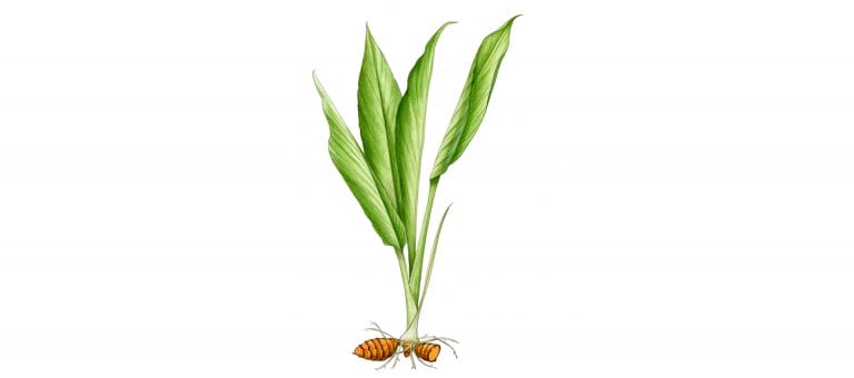 TURMERIC LEAF