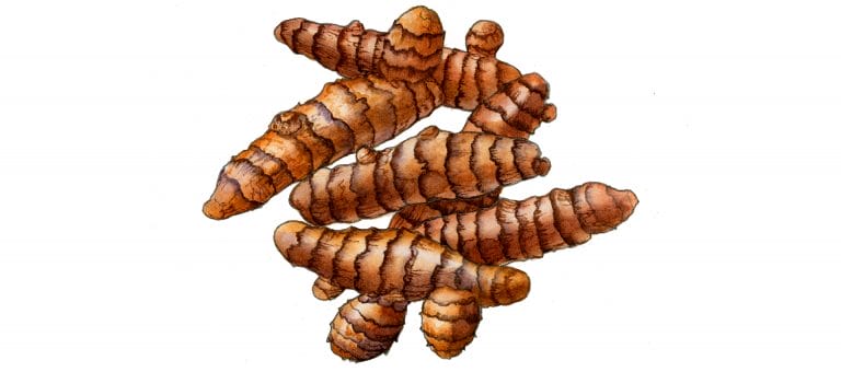 TURMERIC