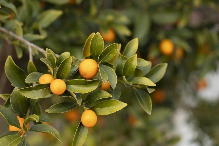 Tangerine heart.jpg