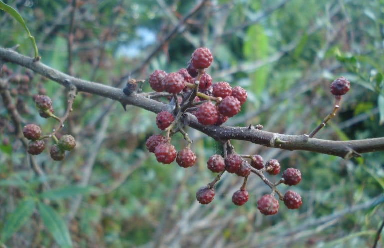 Timur Pepper Fruit