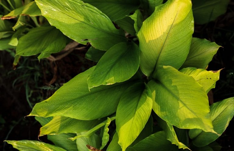 Turmeric Leaf