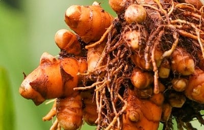 Turmeric roots
