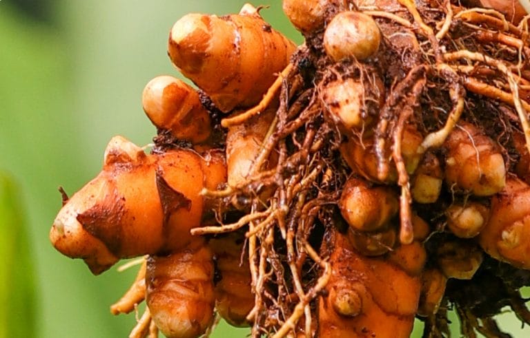 Turmeric roots