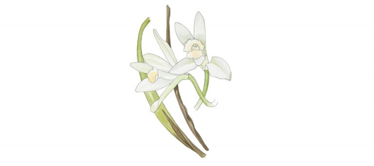 VANILLA