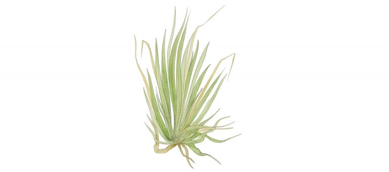 VETIVER
