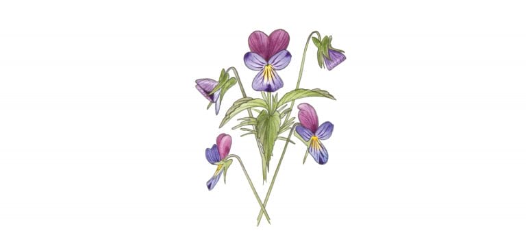 VIOLET