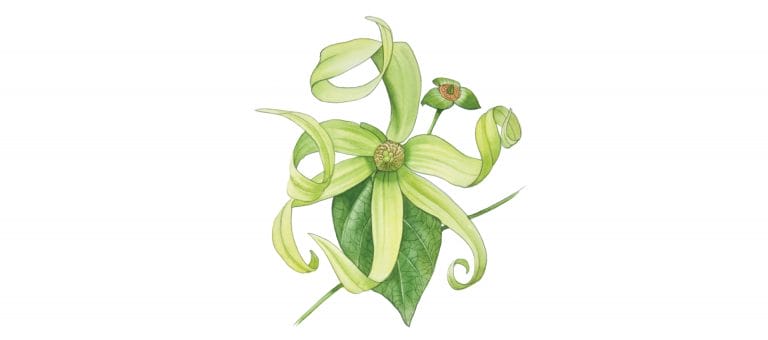 YLANG
