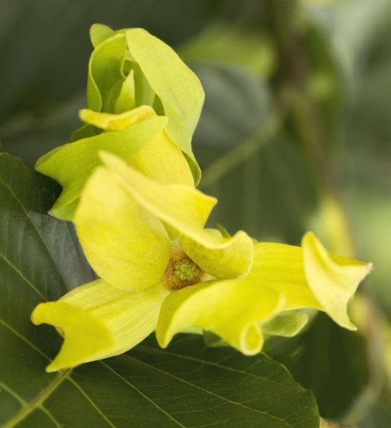 Ylang