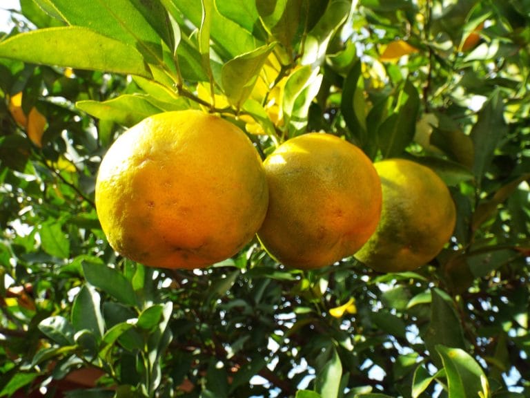 bergamot