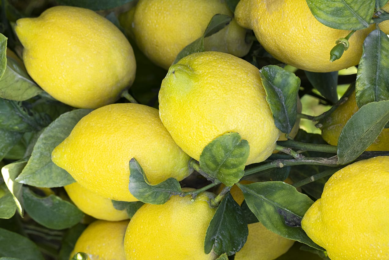 citrus heart