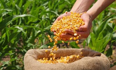 corn-iStock-2156174738