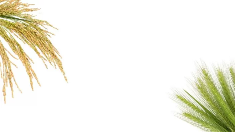 csm_Barley_3_31137a8635_52f1ff24b802236dfa57f73a9cd594c4.jpg