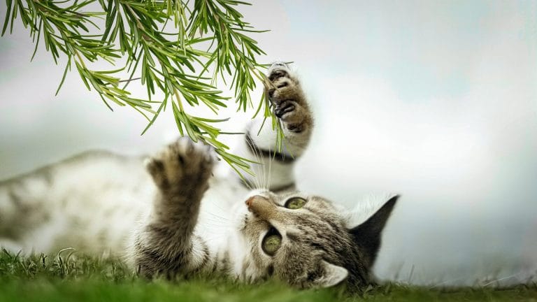 A cat playing with a plant
