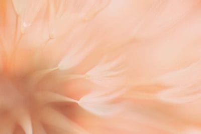 Peach fuzz background