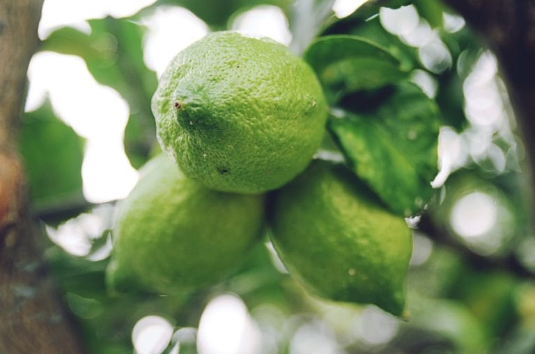 lime