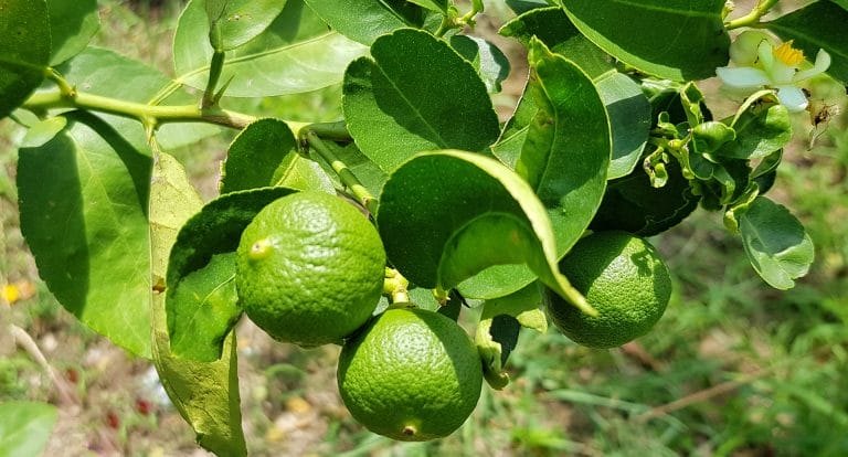 LIME OIL KEY DISTILLED MEXICO ORG |LMR Naturals