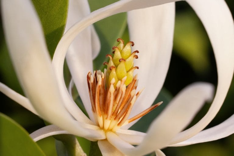 magnolia flower