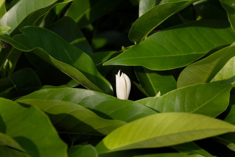 magnolia leaf