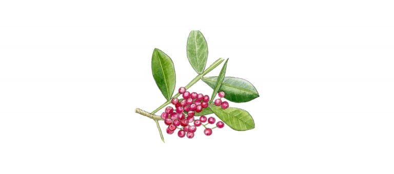 pepper pink