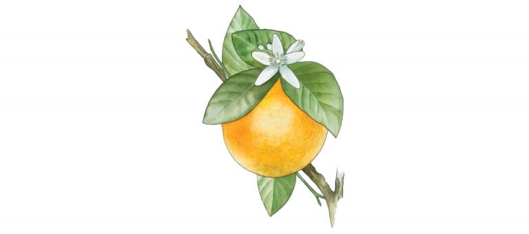 petitgrain orange